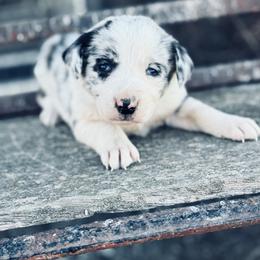 Purple - Blue merle female Border Collie puppy in Minden, Iowa from Rocking N Registered Border Collies & Labradors