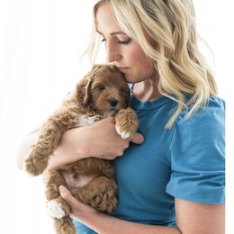Goldendoodle Puppies from Legend Pups
