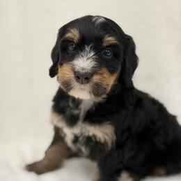 Mr. Melon - Tri-color male Bernedoodle puppy in Hegins, Pennsylvania from Bubbling Springs Doodles, LLC