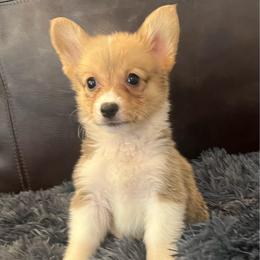 WM F3 - Red female Pembroke Welsh Corgi puppy in Stockton, Iowa from Infinity Corgis