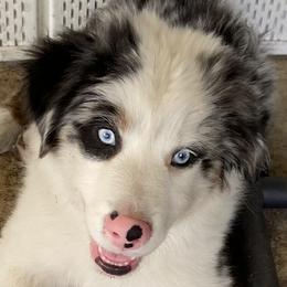 Miniature American Shepherd and Miniature Australian Shepherd Puppies from Cosmic Tides Miniature American Shepherds