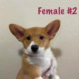 Girl 2 - Pembroke Welsh Corgi
