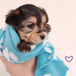 Morkie Puppies from Heart of Texas Morkies