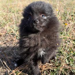 Jewel - Black parti female Pomeranian puppy in Scio, Oregon from Mac Daddy Poms