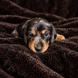 Paloma - Dapple female Dachshund puppy in Plant City, Florida from GE Miniature Dachshunds