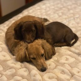 Dachshunds from Meaden's Mini Dachshunds
