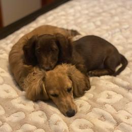 Dachshunds from Meaden's Mini Dachshunds
