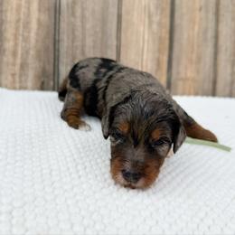 Mulan - Blue merle female Bernedoodle puppy in Wamego, Kansas from Doodles of Oz