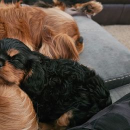 Cavalier King Charles Spaniel Puppies from Pretty Prairie Cavaliers