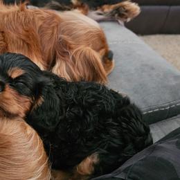 Cavalier King Charles Spaniel Puppies from Pretty Prairie Cavaliers