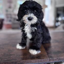 Socks - Black and white female Cavapoo puppy in Strasburg, Pennsylvania from Still Water Puppies