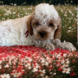Maroon collar - Red and white female Cockapoo puppy in Wesson, Mississippi from Southern Country Doodles