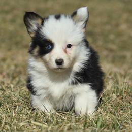 Tri Female 2 - Black and tan female Pembroke Welsh Corgi puppy in Kansas City, Missouri from Willow Creek Corgis