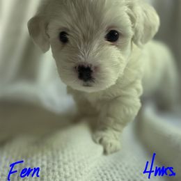 Maltipoo Puppies from Missy's Little Garden