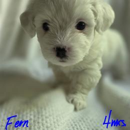 Maltipoo Puppies from Missy's Little Garden