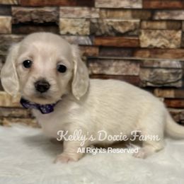 Cream Male Longhair Blue Collar - Cream male Dachshund puppy in Cleveland, Tennessee from Kelly's Doxie Farm