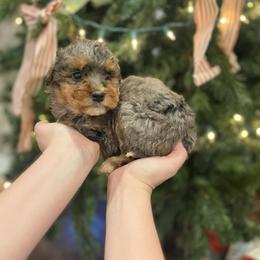 Rachel - Blue merle female Aussiedoodle puppy in Orleans, Indiana from Mae Blossom Puppies