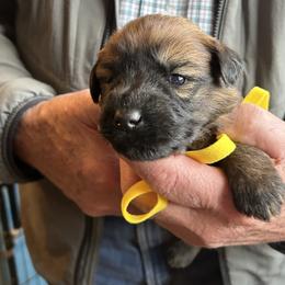 Mila. Yellow collar - Wheaten female Soft Coated Wheaten Terrier puppy in Cody, Wyoming from Yellowstone Breeders