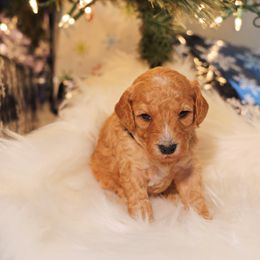 Goldendoodle Puppies from Redhead Doodle Co