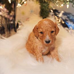Goldendoodle Puppies from Redhead Doodle Co