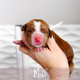 Milo - Red  male Goldendoodle puppy in Mahomet, Illinois from Jordan Family Doodles