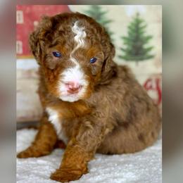 Chip - Chocolate merle male Bernedoodle puppy in Hillsboro, Oregon from Myt fine doodles