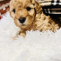 Maltipoo Puppies from Awwws-n-Pawws