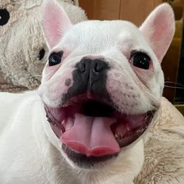 French Bulldogs from DC Frenchies