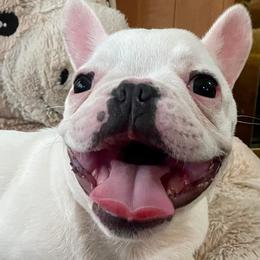 French Bulldogs from DC Frenchies