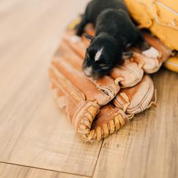 Squints - Black tri male Miniature Australian Shepherd puppy in Enoch, Utah from Twisted H Aussies