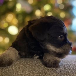 Miniature Schnauzers from Bayou Grande Miniature Schnauzers
