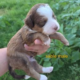 Sable - Sable male Bernedoodle puppy in Graham, Texas from 2 Rose Ranch Doodles