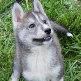 Siberian Huskies from Temno Siberians