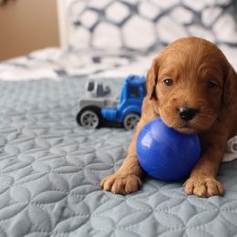 Bernedoodle, Goldendoodle, and Poodle Puppies from Raintree Standard Poodles & Mini Doodles
