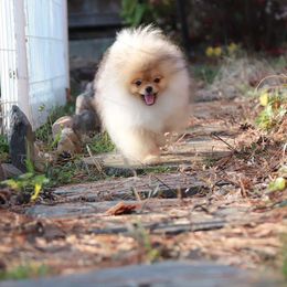 Coco - Orange female Pomeranian puppy in Visalia, California from Exotic_fresita_poms