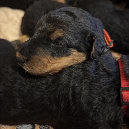 Thomas - Black and tan male Airedale Terrier puppy in Huntersville, North Carolina from Cool Hand Luke Kennels