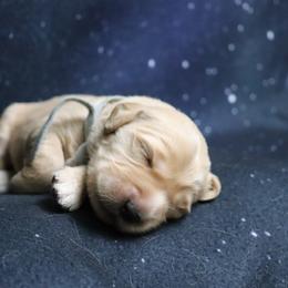 Boy 4 - male Golden Retriever puppy in Great Falls, Montana from VS Golden Fields