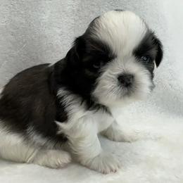 Shih Tzu Puppies from Little Miracles Shih Tzu