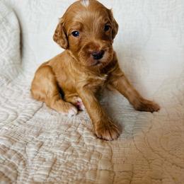 Gray - male Golden Mountain Doodle puppy in Leander, Texas from Olive Grove Doodles