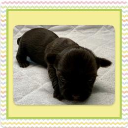 Xane - Chocolate, tan and white male Yorkshire Terrier puppy in Annandale, Virginia from Artisan Yorkies LLC