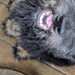 Labradoodle, Goldendoodle, and Bernedoodle Puppies from Riverhouse Doodles