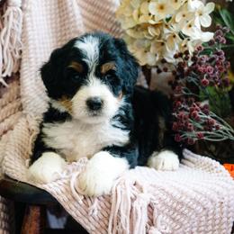 Poblano - Tri-color male Bernedoodle puppy in Grove, Oklahoma from Grand Lake Poodles & Doodles