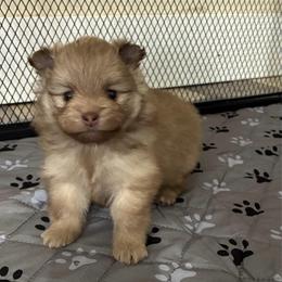 Spike - Chocolate sable male Pomeranian puppy in Inola, Oklahoma from My Bella’s Pomeranians
