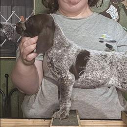 Ryukin - Liver and white male German Shorthaired Pointer puppy in Kenai, Alaska from LakeHaus Kennels