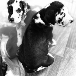 Great Dane Puppies from Bright Danes of Texas