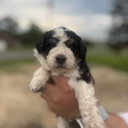 Bernedoodle and Goldendoodle Puppies from OHDoodles FL