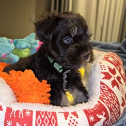 Marco - Liver male Miniature Schnauzer puppy in Graham, Washington from Olivia's Miniature Schnauzer's and French Bulldogs