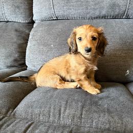 Love - Cream female Dachshund puppy in Perris, California from Doxie_pupps