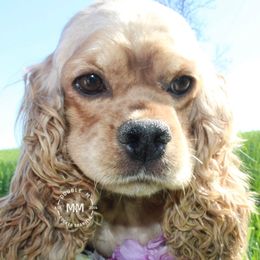 Gin - Cocker Spaniel