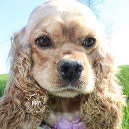 Gin - Cocker Spaniel